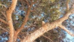 Rescate de un gato en el CEIP El Mirador. 