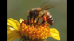 Cuéntanos tu experiencia: Abejas y miel