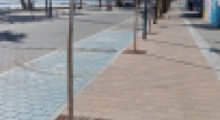 Más arbolado en el paseo marítimo 